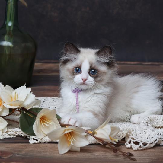Bonnie de l'Arbre aux Chats Femelle Ragdoll