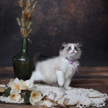 chaton Ragdoll seal point bicolor Bonnie L'Arbre aux Chats