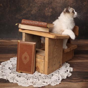 chaton Ragdoll seal point bicolor Bonnie L'Arbre aux Chats