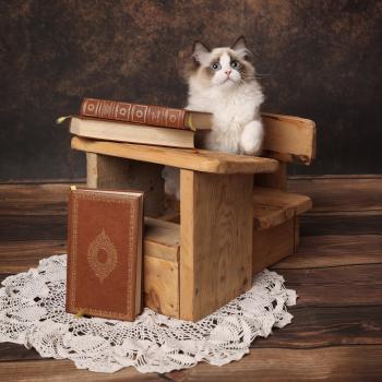 chaton Ragdoll seal point bicolor Bonnie L'Arbre aux Chats