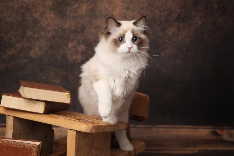 Bonnie de l'Arbre aux Chats Femelle Ragdoll