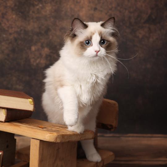 Bonnie de l'Arbre aux Chats Femelle Ragdoll