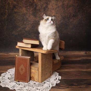 chaton Ragdoll seal point bicolor Bonnie L'Arbre aux Chats