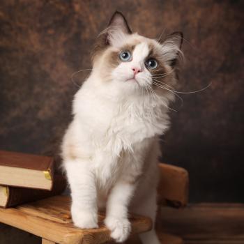chaton Ragdoll seal point bicolor Bonnie L'Arbre aux Chats