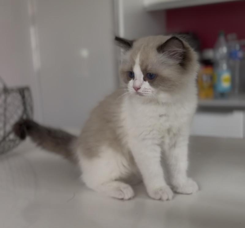 Bounty de l'Arbre aux Chats Mâle Ragdoll