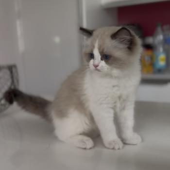 chaton Ragdoll seal point bicolor Bounty L'Arbre aux Chats