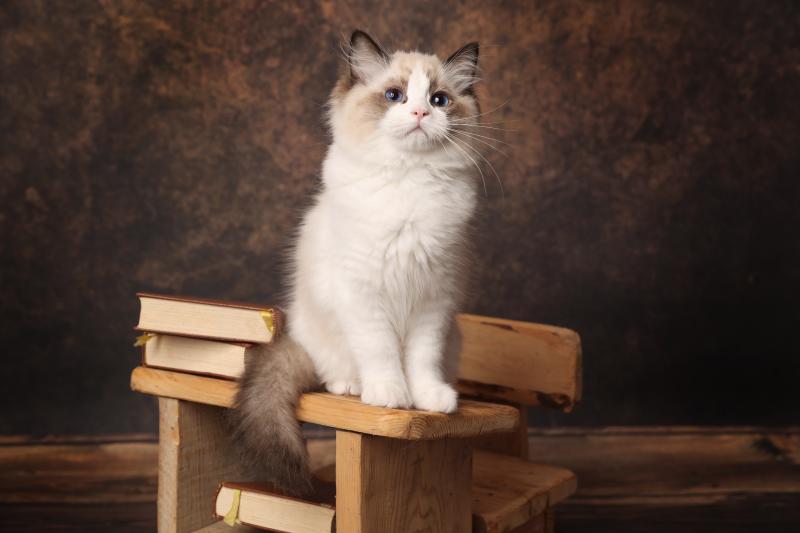 Bounty de l'Arbre aux Chats Mâle Ragdoll