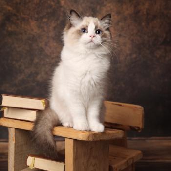 chaton Ragdoll seal point bicolor Bounty L'Arbre aux Chats