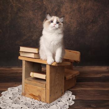 chaton Ragdoll seal point bicolor Bounty L'Arbre aux Chats