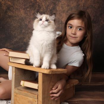 chaton Ragdoll seal point bicolor Bounty L'Arbre aux Chats