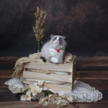 chaton Ragdoll seal point bicolor Brownie L'Arbre aux Chats