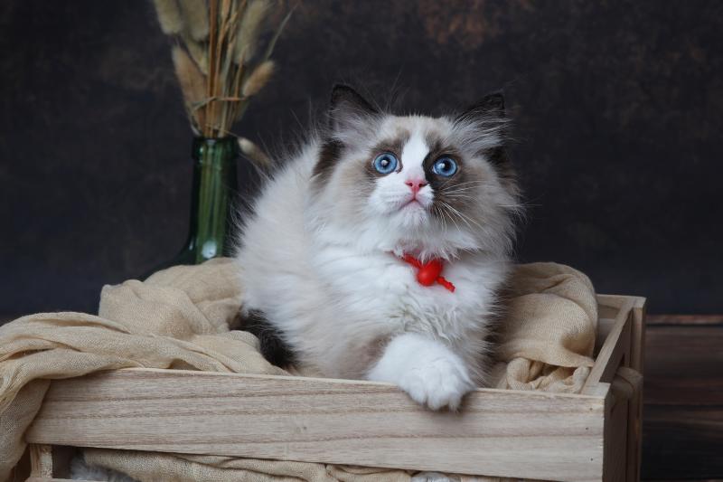 Brownie de l'Arbre aux Chats Mâle Ragdoll