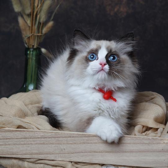 Brownie de l'Arbre aux Chats Mâle Ragdoll