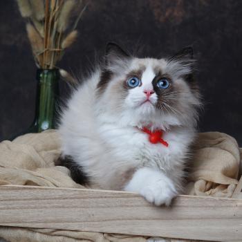 chaton Ragdoll seal point bicolor Brownie L'Arbre aux Chats