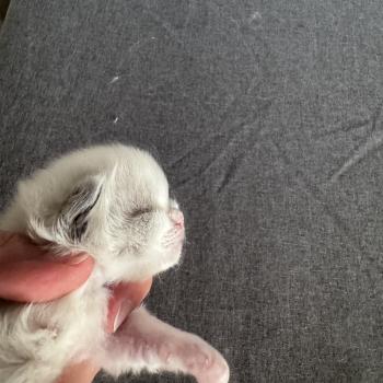 chaton Ragdoll seal point bicolor Bryaa L'Arbre aux Chats