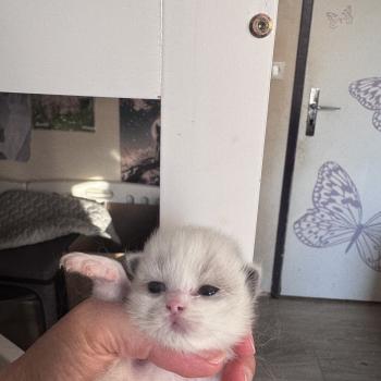 chaton Ragdoll seal point bicolor Bryaa L'Arbre aux Chats