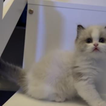 chaton Ragdoll seal point bicolor Bryaa L'Arbre aux Chats