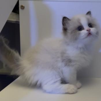 chaton Ragdoll seal point bicolor Bryaa L'Arbre aux Chats