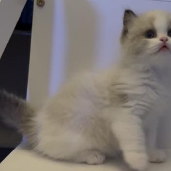 chaton Ragdoll seal point bicolor Bryaa L'Arbre aux Chats