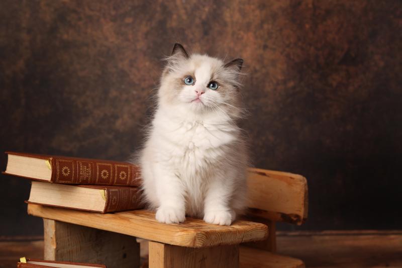 Bryaa de l'Arbre aux Chats Femelle Ragdoll