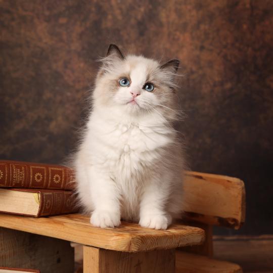 Bryaa de l'Arbre aux Chats Femelle Ragdoll