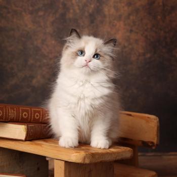 chaton Ragdoll seal point bicolor Bryaa L'Arbre aux Chats