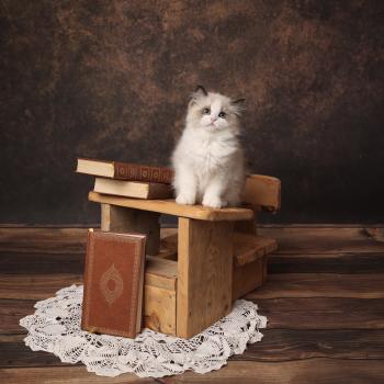 chaton Ragdoll seal point bicolor Bryaa L'Arbre aux Chats