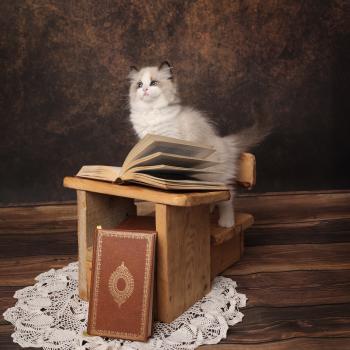 chaton Ragdoll seal point bicolor Bryaa L'Arbre aux Chats