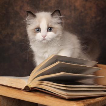 chaton Ragdoll seal point bicolor Bryaa L'Arbre aux Chats