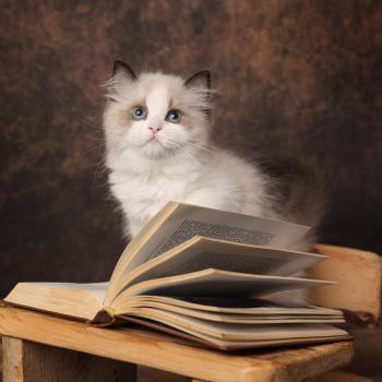 chaton Ragdoll seal point bicolor Bryaa L'Arbre aux Chats