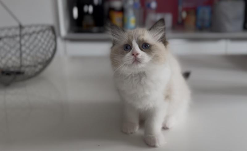 Bryana de l'Arbre aux Chats Femelle Ragdoll