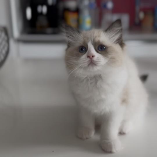 Bryana de l'Arbre aux Chats Femelle Ragdoll