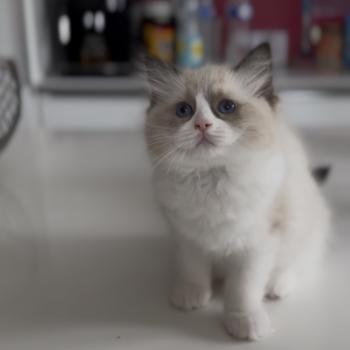 chaton Ragdoll seal point bicolor Bryana L'Arbre aux Chats
