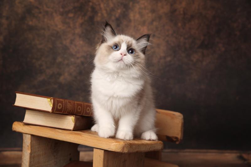 Bryana de l'Arbre aux Chats Femelle Ragdoll