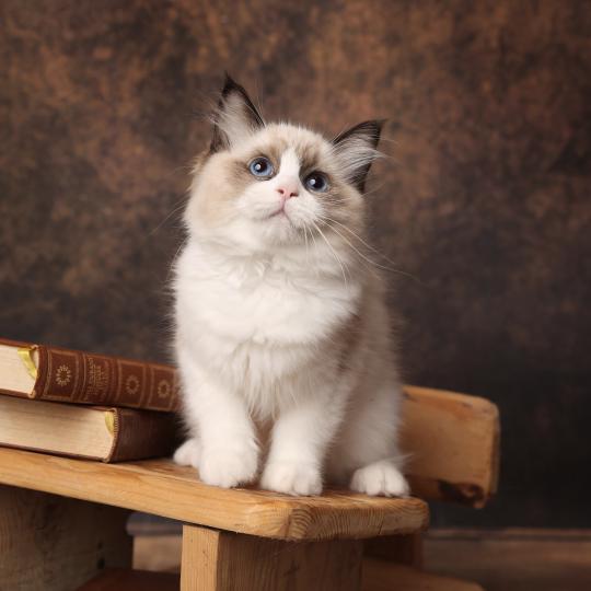 Bryana de l'Arbre aux Chats Femelle Ragdoll