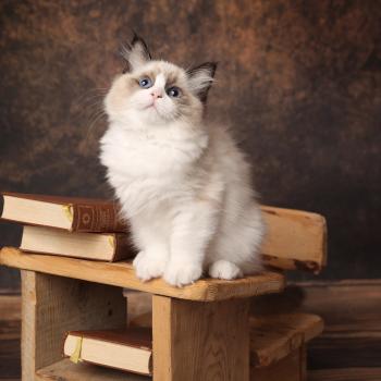 chaton Ragdoll seal point bicolor Bryana L'Arbre aux Chats