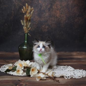 chaton Ragdoll seal point bicolor Bueno L'Arbre aux Chats