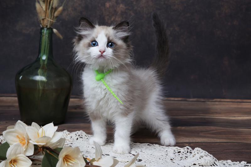 Bueno de l'Arbre aux Chats Mâle Ragdoll