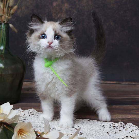 Bueno de l'Arbre aux Chats Mâle Ragdoll