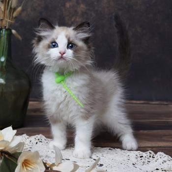 chaton Ragdoll seal point bicolor Bueno L'Arbre aux Chats