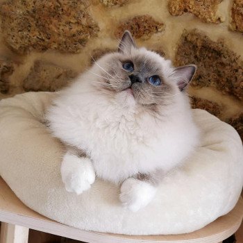 chat Ragdoll blue point mitted Cameron L'Arbre aux Chats