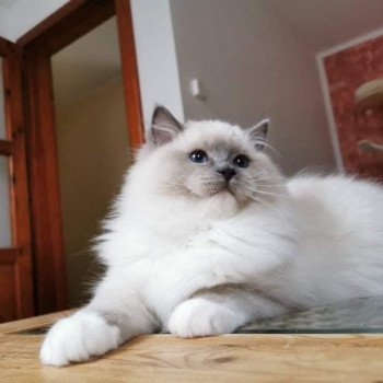 chat Ragdoll blue point mitted Cameron L'Arbre aux Chats