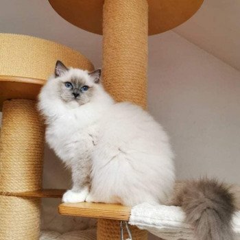 chat Ragdoll blue point mitted Cameron L'Arbre aux Chats