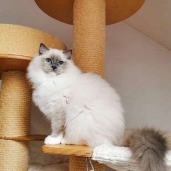 chat Ragdoll blue point mitted Cameron L'Arbre aux Chats chat Ragdoll blue point mitted Cameron L'Arbre aux Chats