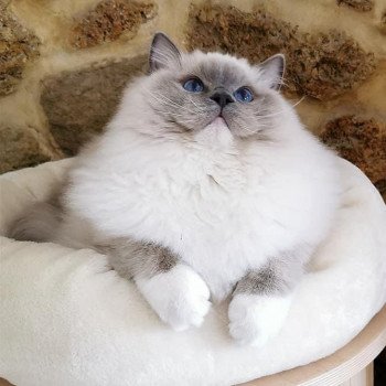 chat Ragdoll blue point mitted Cameron L'Arbre aux Chats