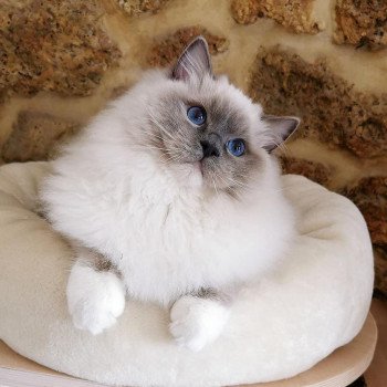 chat Ragdoll blue point mitted Cameron L'Arbre aux Chats