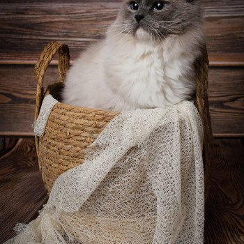 chat Ragdoll blue point mitted Cameron L'Arbre aux Chats