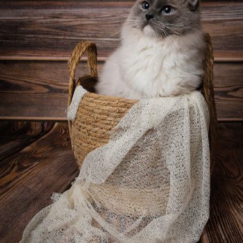 chat Ragdoll blue point mitted Cameron L'Arbre aux Chats