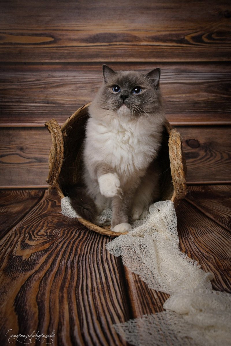 Cameron Mâle Ragdoll Cameron Mâle Ragdoll