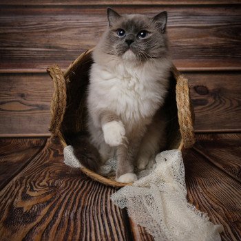 chat Ragdoll blue point mitted Cameron L'Arbre aux Chats